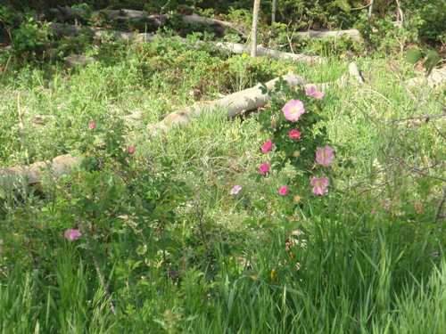 Wild Roses.